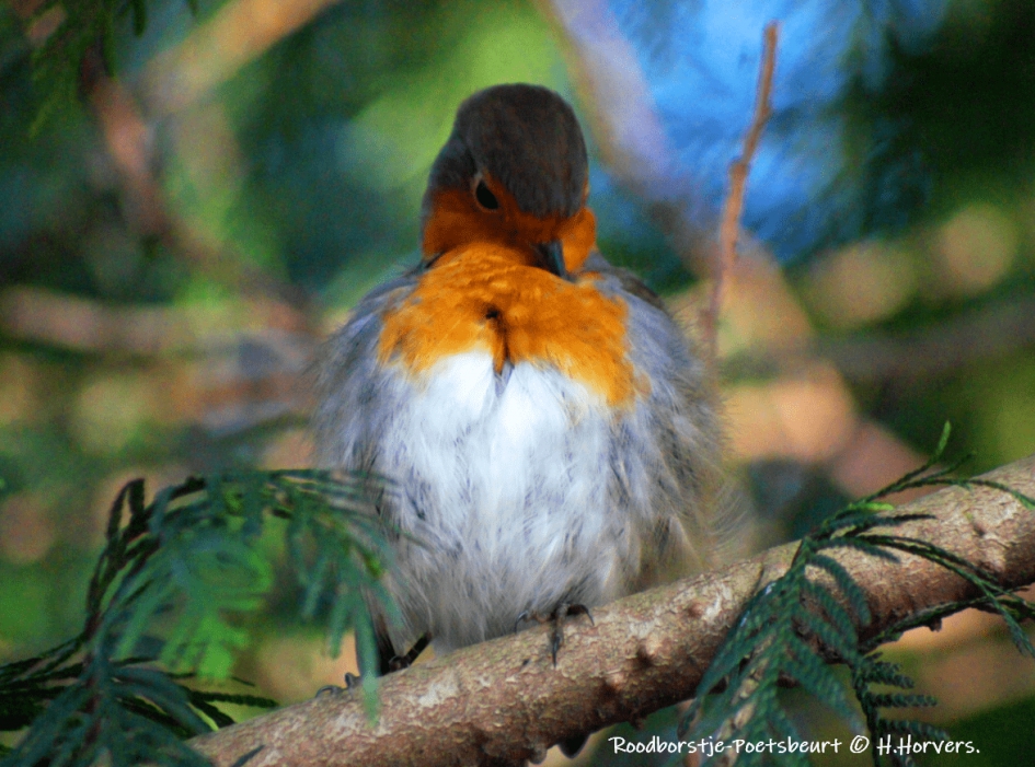Roodborstje - poetsbeurt - Vogels - Roodborstje.
