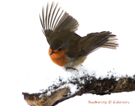 Roodborstje - Ready for takeoff ...