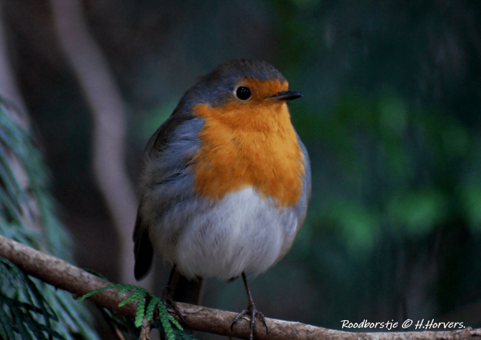 Roodborstje - Vogels - Roodborstje