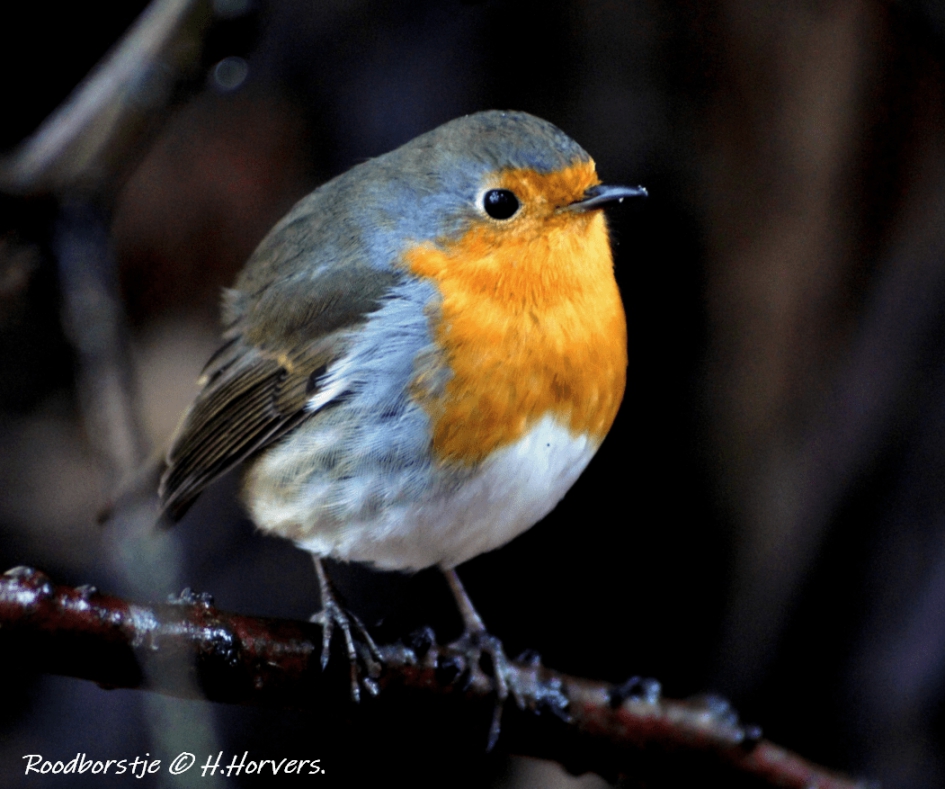 Roodborstje - Vogels - Roodborstje
