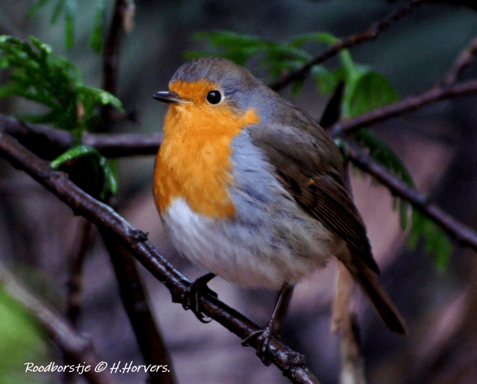 Roodborstje - Vogels - Roodborstje
