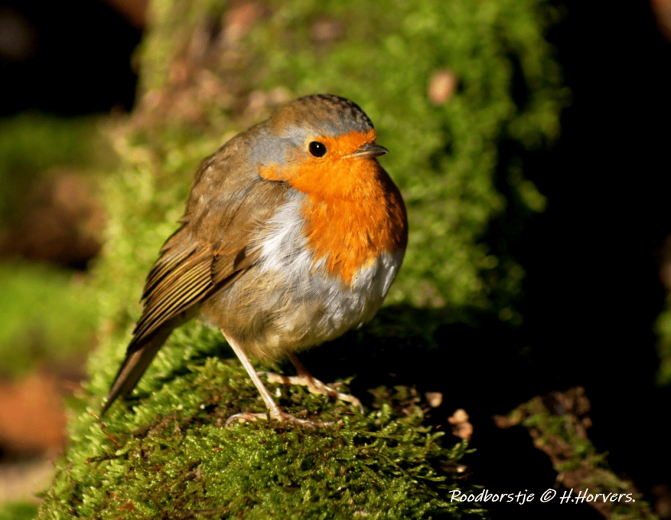 Roodborstje - Vogels - Roodborstje