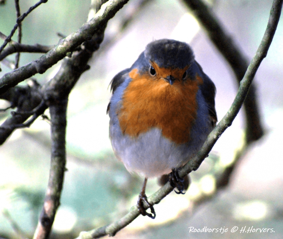 Roodborstje - Vogels - Roodborstje