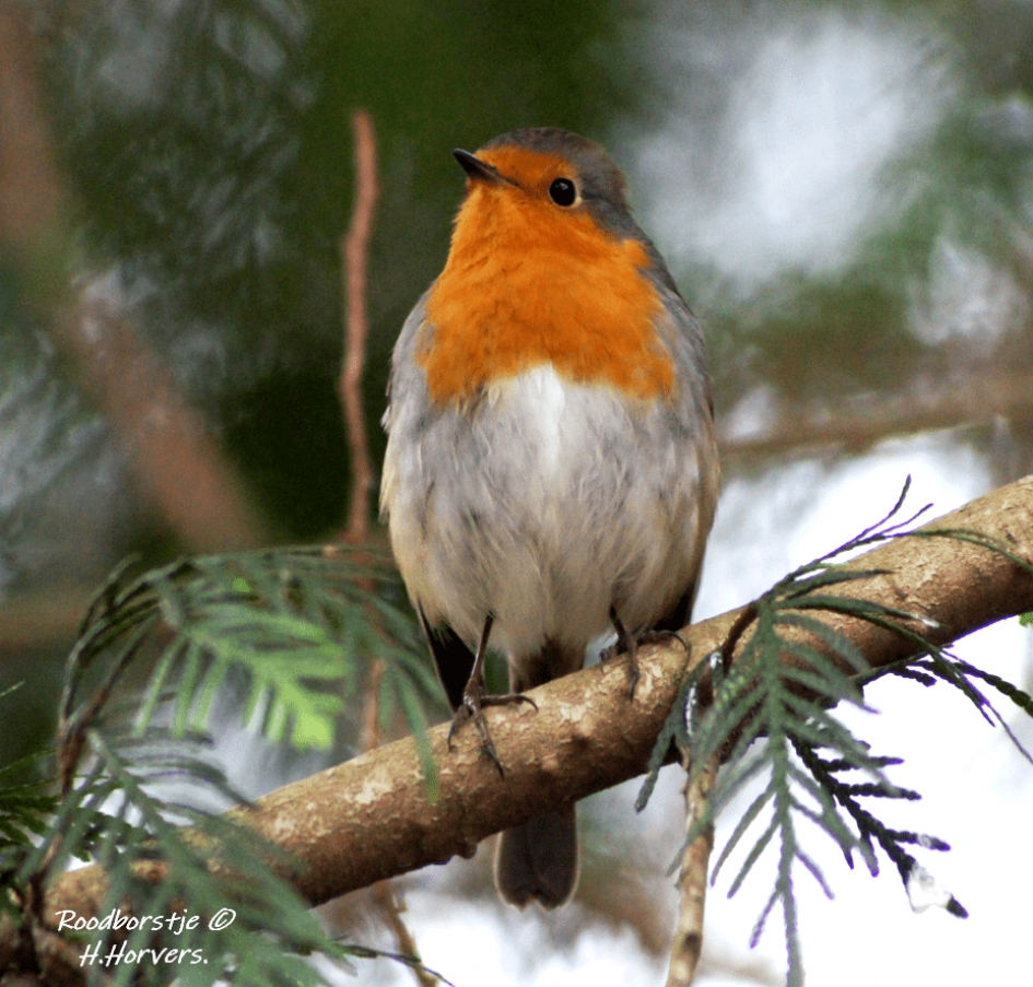 Roodborstje - Vogels - Roodborstje