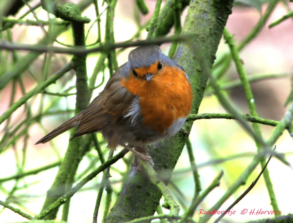 Roodborstje - Vogels - Roodborstje