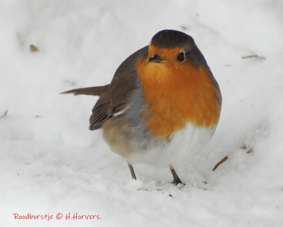 Roodborstje - Vogels - Roodborstje