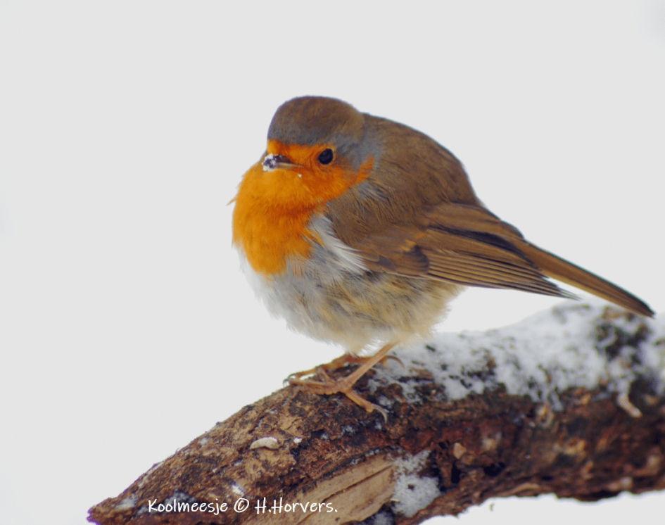 Roodborstje - Vogels - Roodborstje