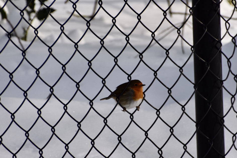 Roodborstje - Vogels - 