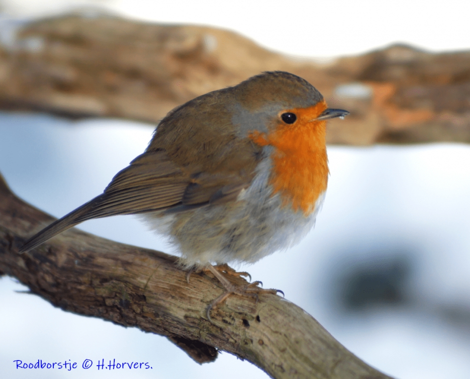 Roodborstje - Vogels - Roodborstje