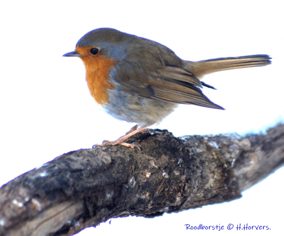 Roodborstje - Vogels - Roodborstje