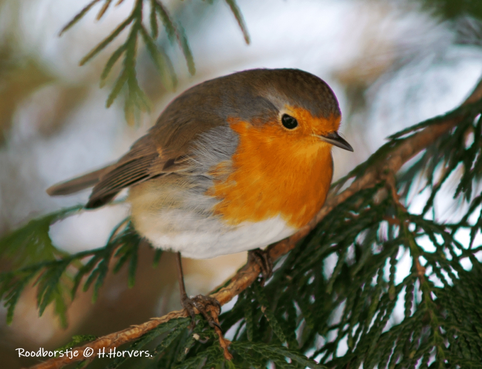Roodborstje - Vogels - Roodborstje