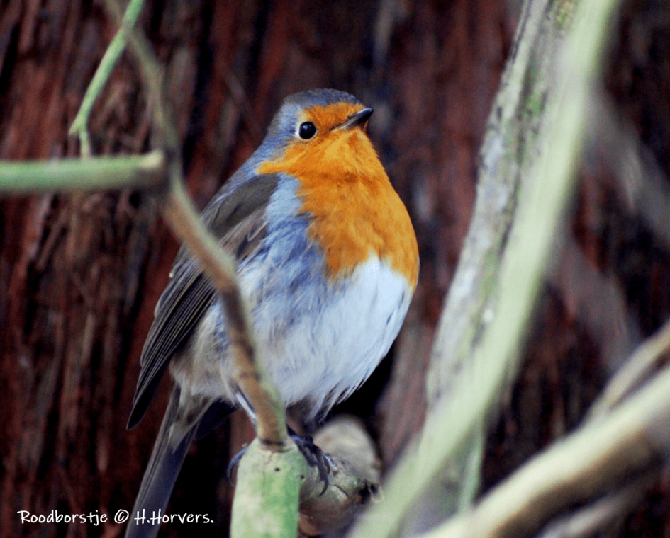 Roodborstje - Vogels - Roodborstje