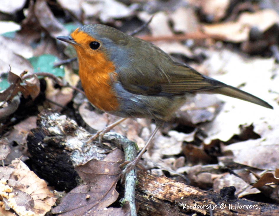 Roodborstje - Vogels - Roodborstje