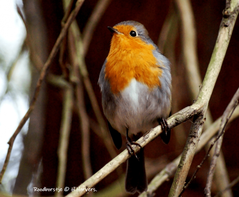 Roodborstje - Vogels - Roodborstje