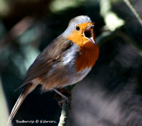 Roodborstje