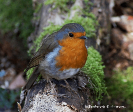 Roodborstje.