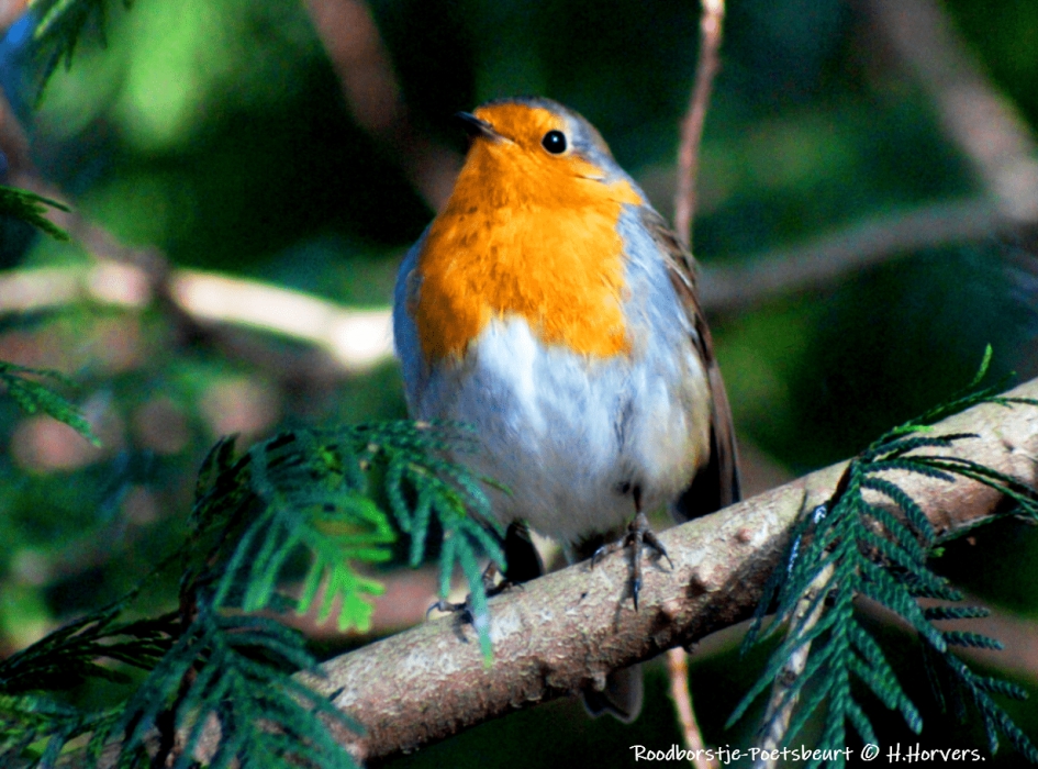 Roodborstje. - Vogels - Roodborstje.