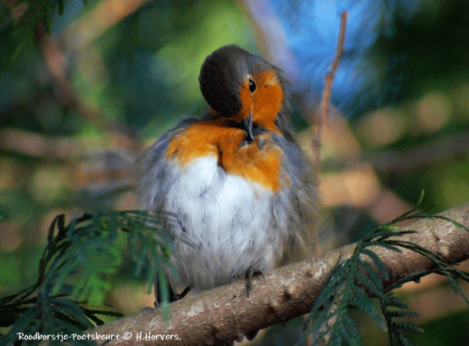 Roodborstje. - Vogels - Roodborstje.