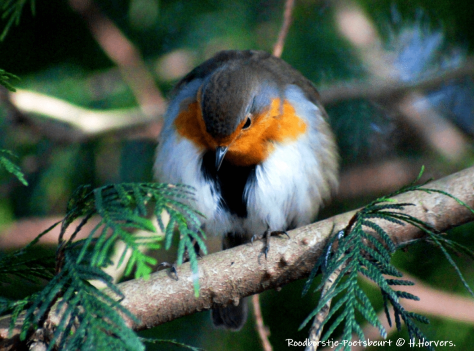 Roodborstje - Vogels - Roodborstje
