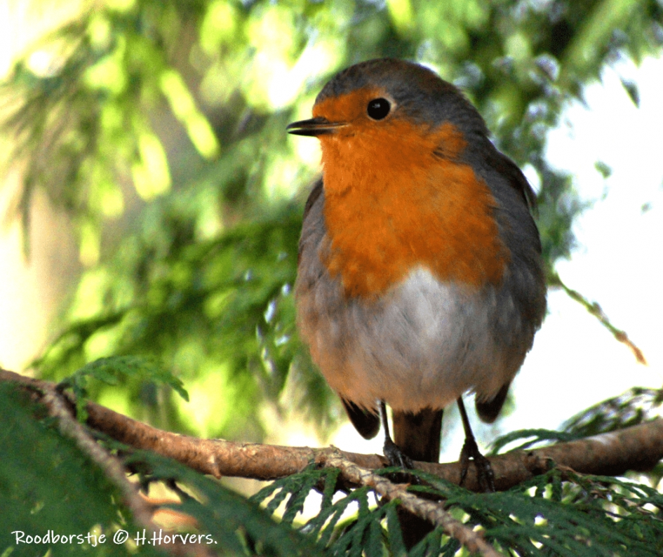 Roodborstje. - Vogels - Roodborstje.