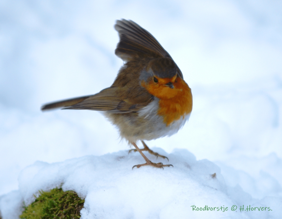 Roodborstje , verkeersregelaar  in de sneeuw - Vogels - Roodborstje