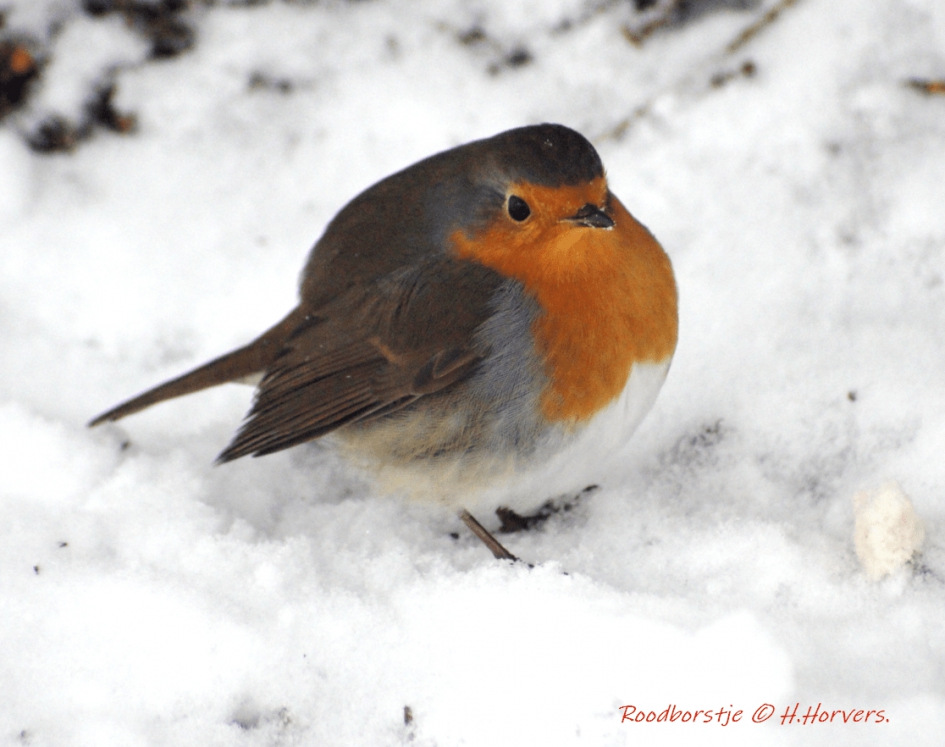Roodborstje in de sneeuw - Vogels - Roodborstje