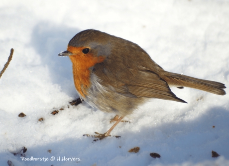 Roodborstje in de sneeuw