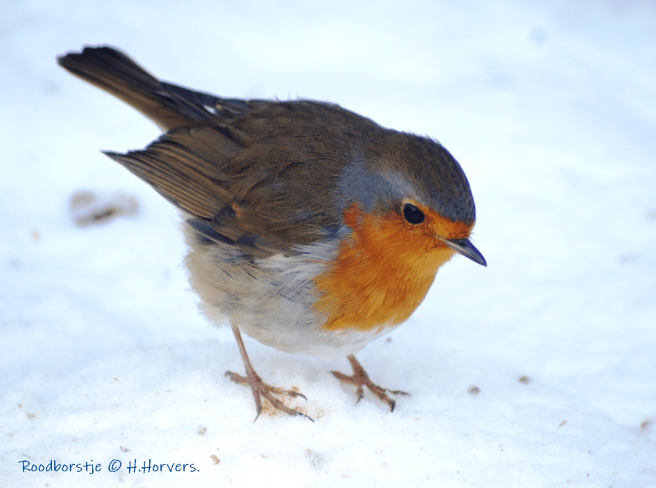 Roodborstje in de sneeuw - Vogels - Roodborstje