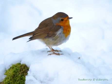 Roodborstje in de sneeuw