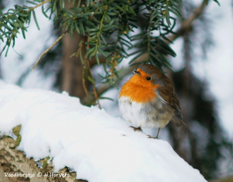 Roodborstje in de sneeuw