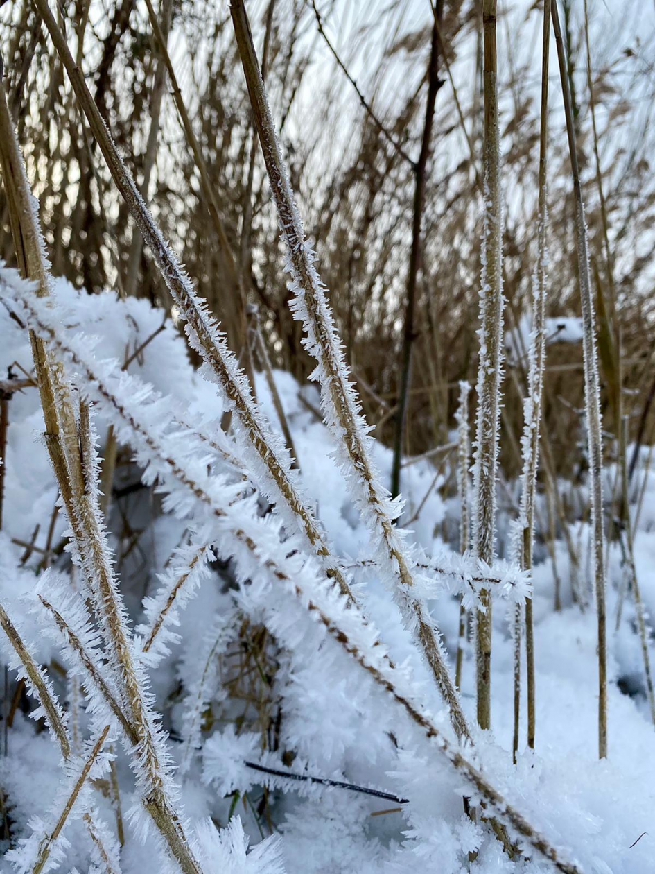 Ruige rijp - Weer en landschap - Ruige rijp
