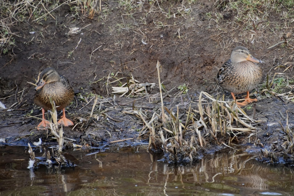 Rustig toekijken - Vogels - 