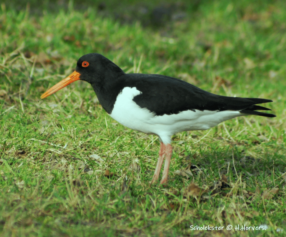 Scholekster - Vogels - Scholekster