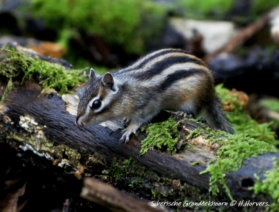 Siberische Grondeekhoorn. - Zoogdieren - Siberische Grondeekhoorn.