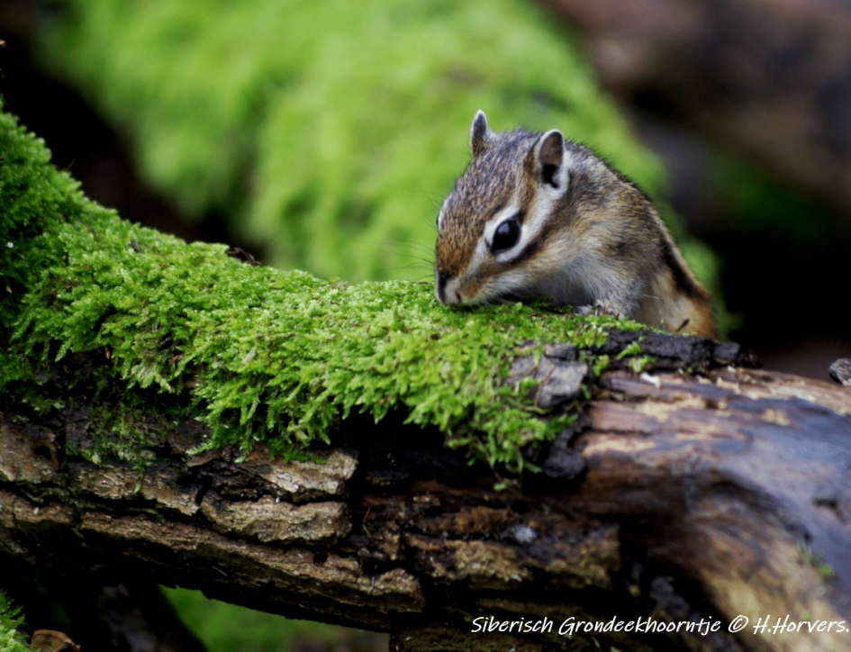 Siberische Grondeekhoorn. - Zoogdieren - Siberische Grondeekhoorn.