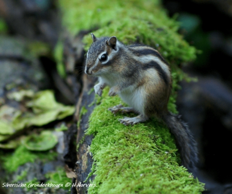 Siberische Grondeekhoorn.