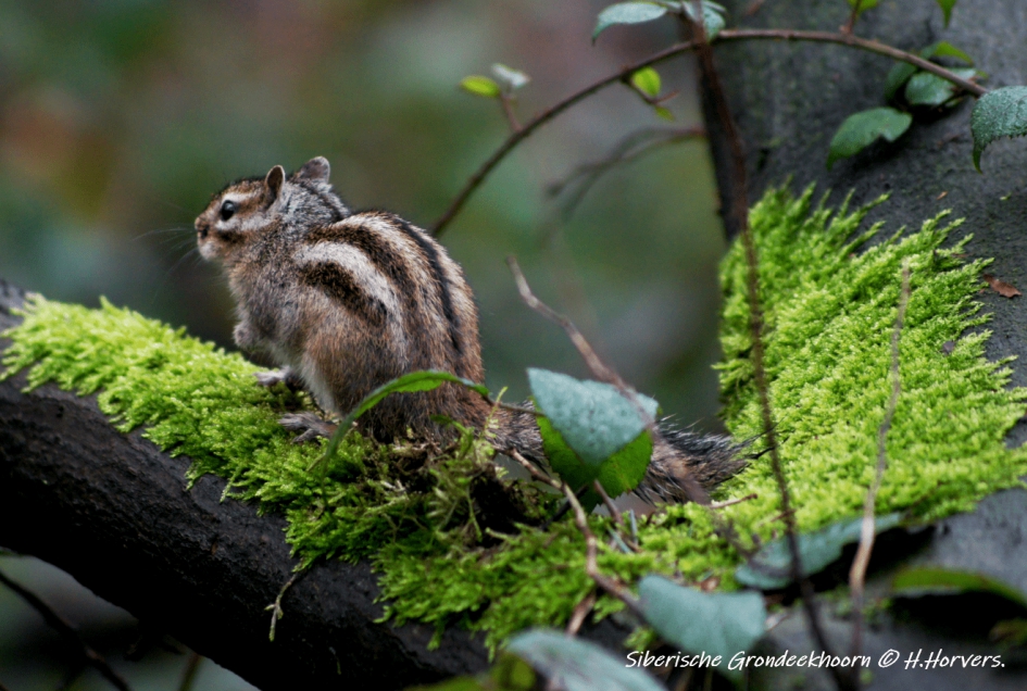 Siberische Grondeekhoorn. - Zoogdieren - Siberische Grondeekhoorn.