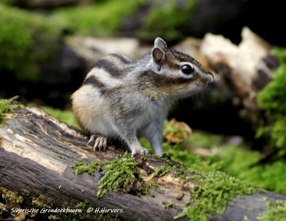 Siberische Grondeekhoorn. - Zoogdieren - Siberische Grondeekhoorn.