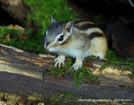 Siberische Grondeekhoorn