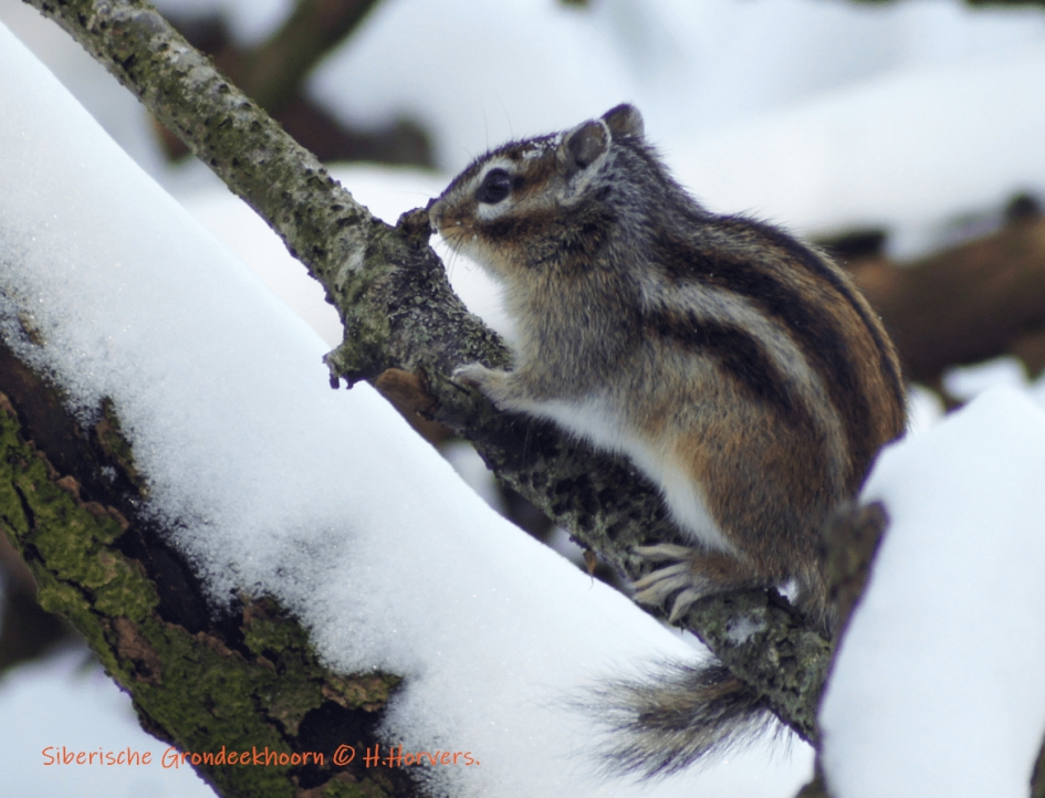 Siberische Grondeekhoorn. - Zoogdieren - Siberische Grondeekhoorn