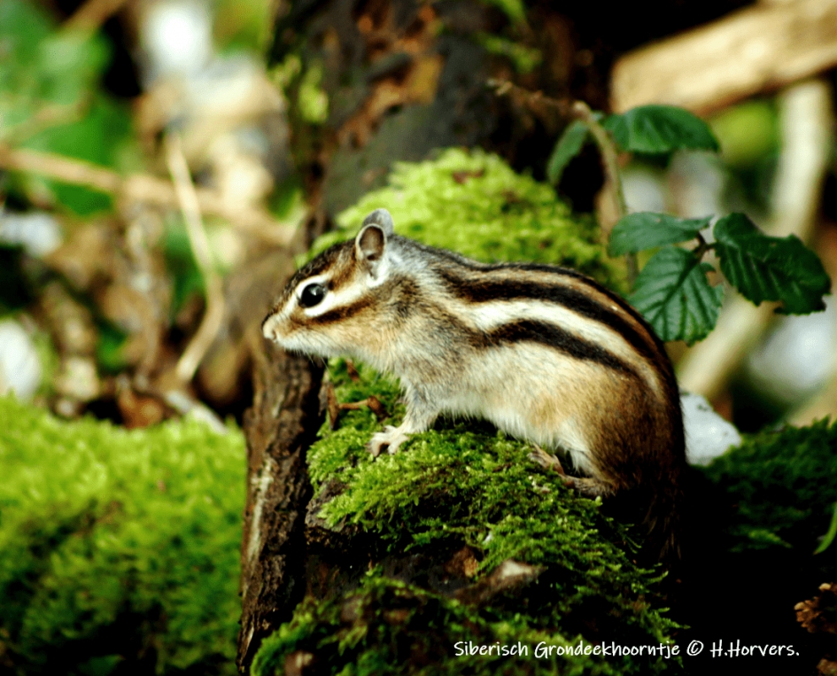 Siberische Grondeekhoorn - Zoogdieren - Siberische Grondeekhoorn
