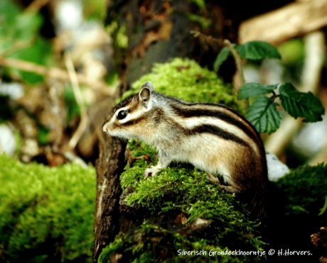 Siberische Grondeekhoorn