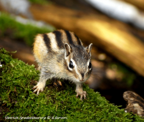 Siberische Grondeekhoorn