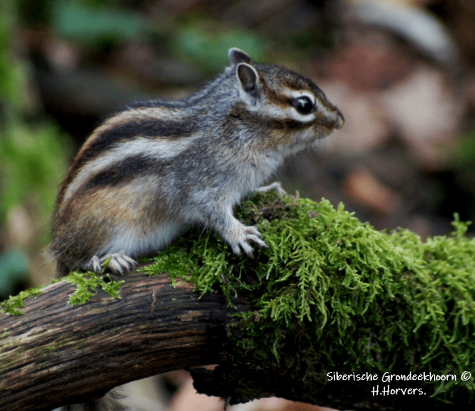 Siberische Grondeekhoorn - Zoogdieren - Siberische Grondeekhoorn