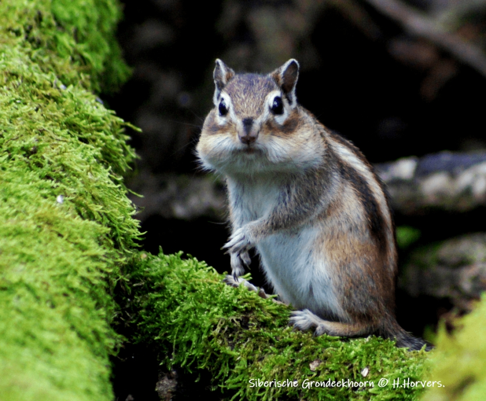 Siberische Grondeekhoorn - Zoogdieren - Siberische Grondeekhoorn