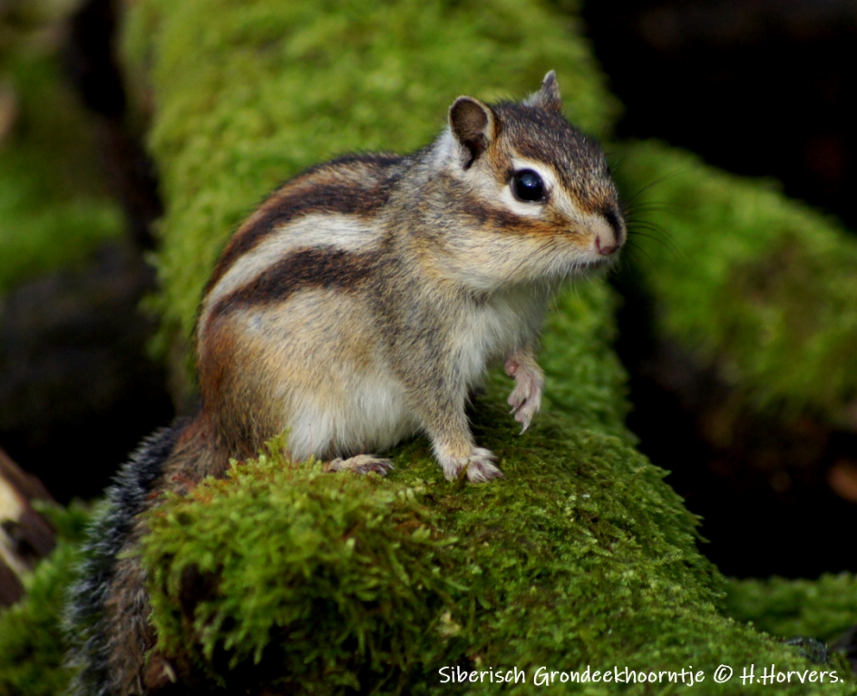 Siberische Grondeekhoorn. - Zoogdieren - Siberische Grondeekhoorn.
