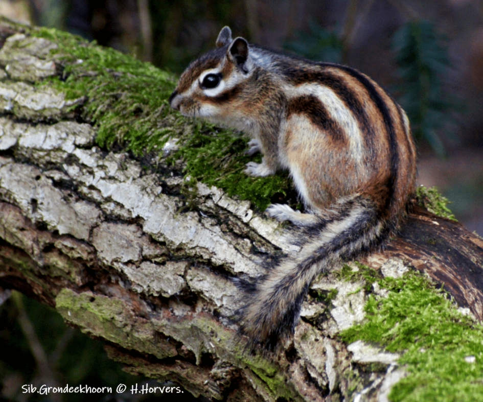 Siberische Grondeekhoorn. - Zoogdieren - Siberische Grondeekhoorn.
