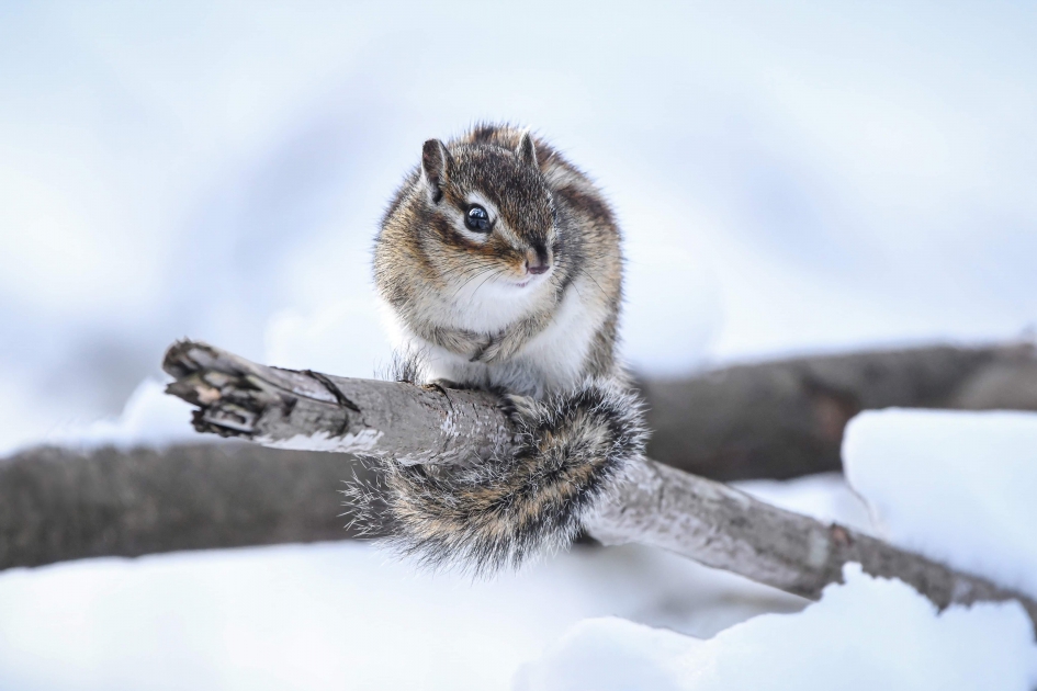 Siberische grondeekhoorn in de sneeuw - Zoogdieren - 