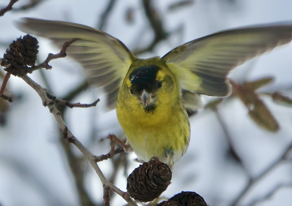 Sijs - Vogels - Sijs