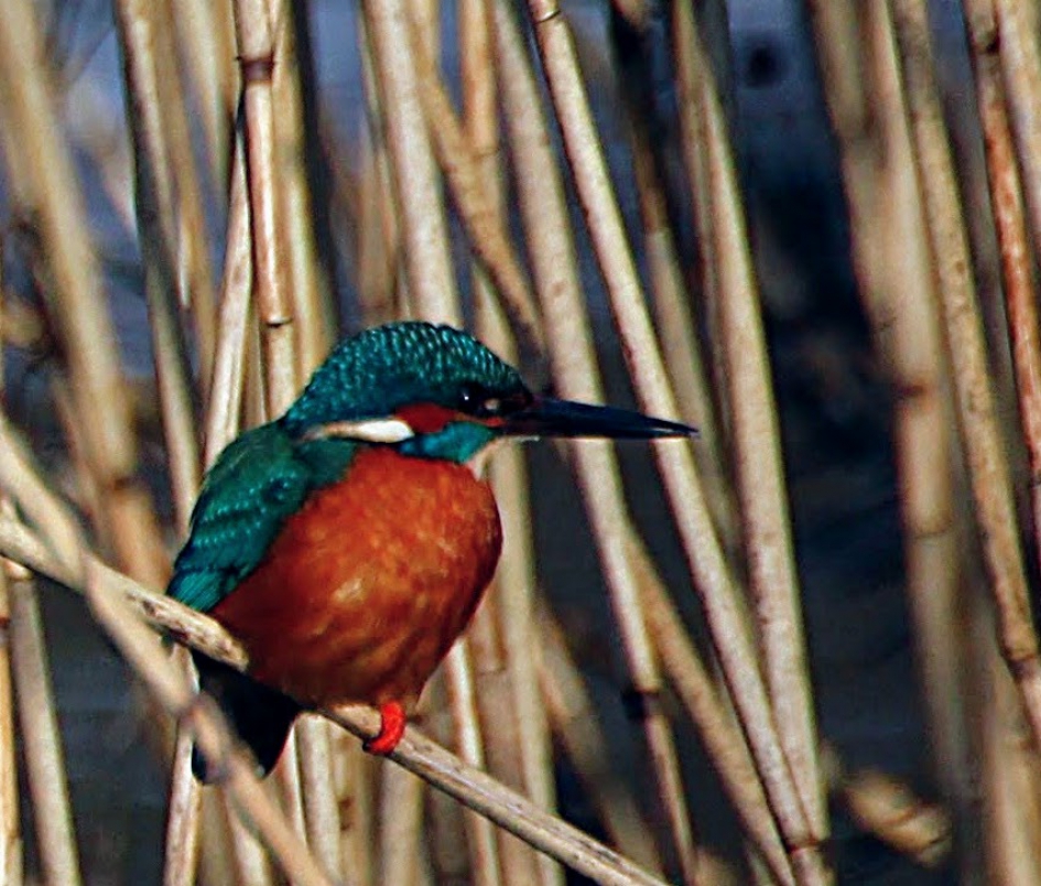 Sint-Oedenrode. - Vogels - Ijsvogeltje